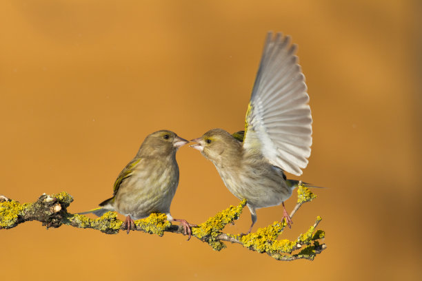 鸟-绿色的雀在冬季背景，野生动物波兰欧洲图片下载