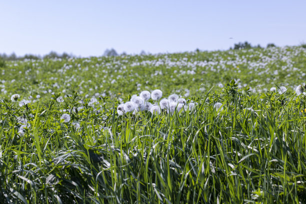 夏天长有大量蒲公英的田野图片下载