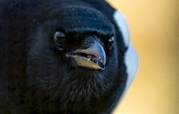 喜鹊正在啃老树桩图片下载