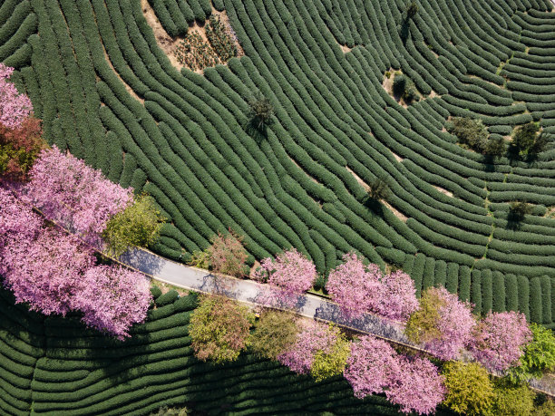 春季有机樱桃茶园鸟瞰图图片下载