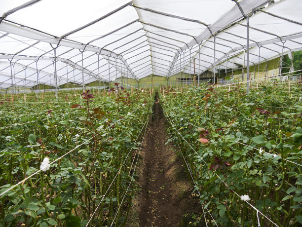 种植在温室里的玫瑰图片下载