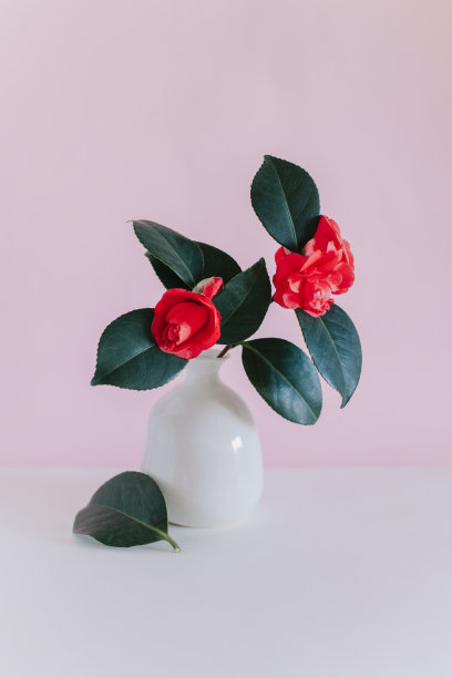 美丽的粉红色山茶花在花瓶上粉红色粉彩的背景。图片下载