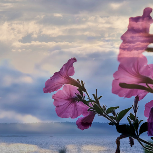 美丽的粉红色花朵层层叠叠的海岸景色由双世博会图片下载