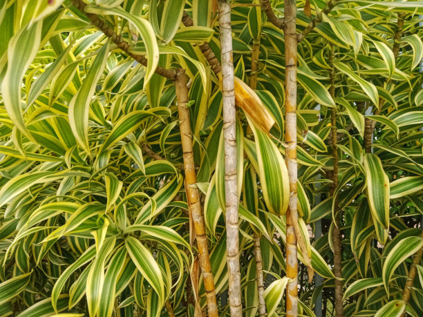 竹子的植物图片下载