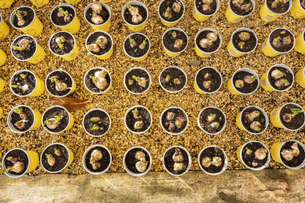 幼苗在萌发盘的顶视图。图片下载