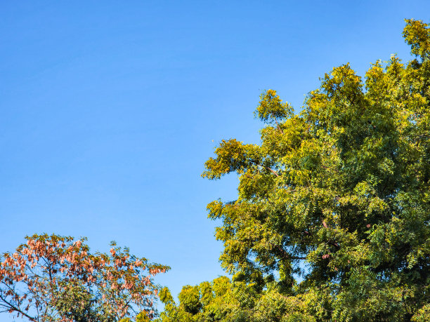 花园天空氛围图片下载
