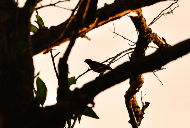 我灵魂的鸟图片下载