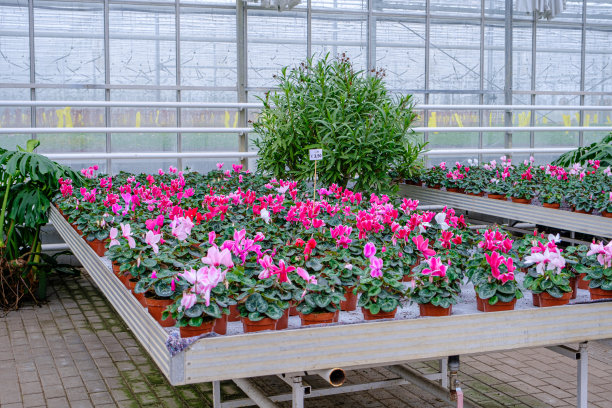 现代花园中心温室花卉和植物。蔬菜育苗。许多不同的盛开的花朵和植物在花盆里图片下载