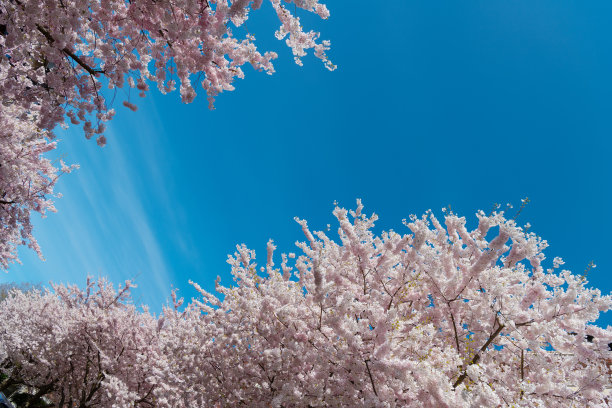 樱花在春天盛开，开着玫瑰色的花图片下载