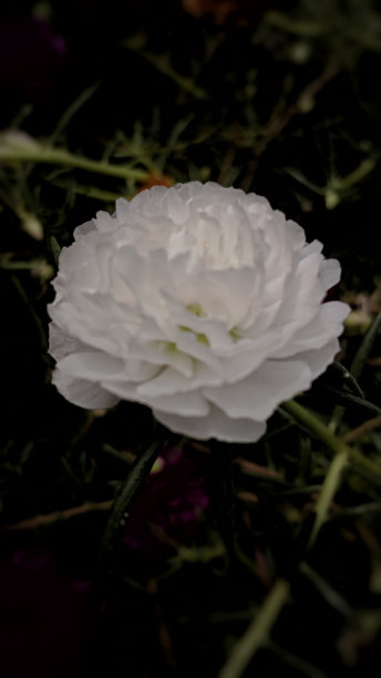 白色马齿苋花，完美绽放图片下载