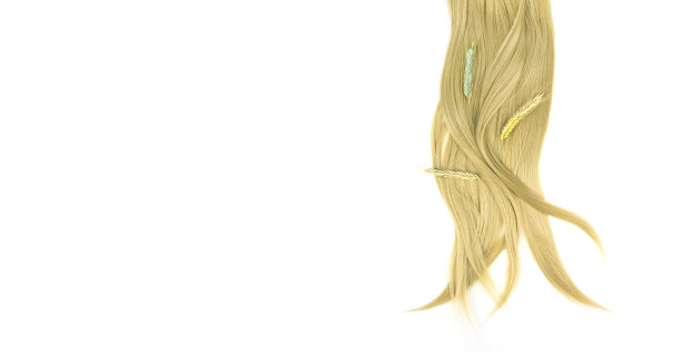 一缕金色的头发，白色上有成熟的小麦小枝。卷发。白色背景的金色波浪发。理发师服务，发力，理发，发型。图片下载