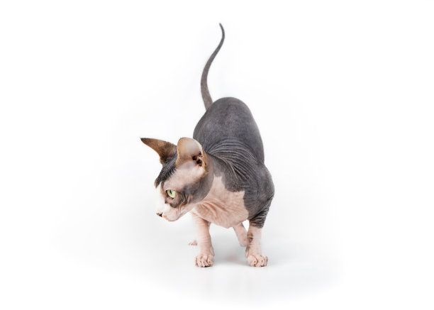 古玩斯芬克斯猫站着，向侧面看。图片下载