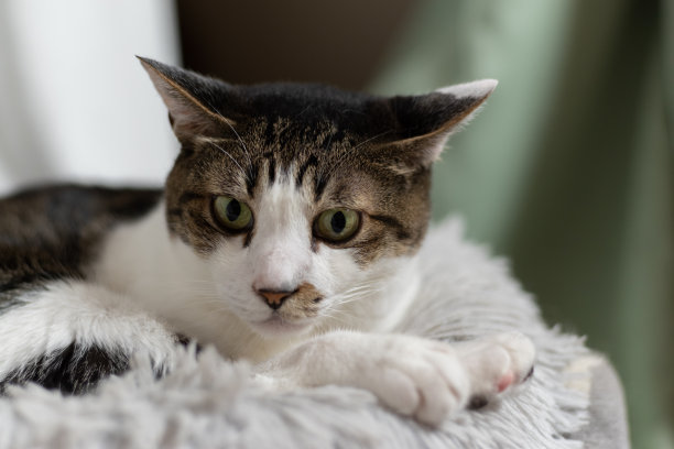 盯着猫图片下载