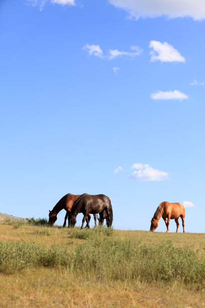 草原上的马图片下载