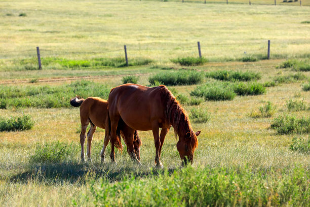 草原上的马图片下载