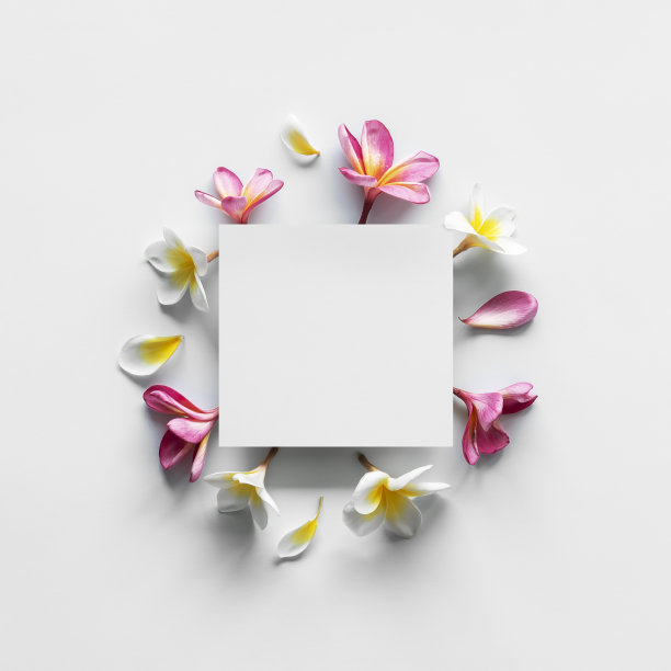 白色背景上的创意花卉布局。前视图。图片下载