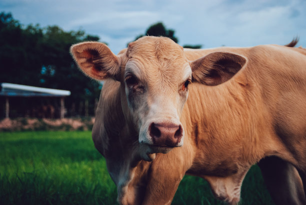 东南亚的养牛图片下载