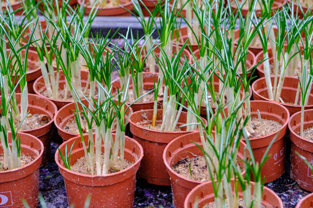 温室里的番红花幼苗。用于种植的花。等待春天。有机植物育种。图片下载