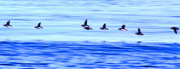 飞翔的海雀群冰岛图片下载