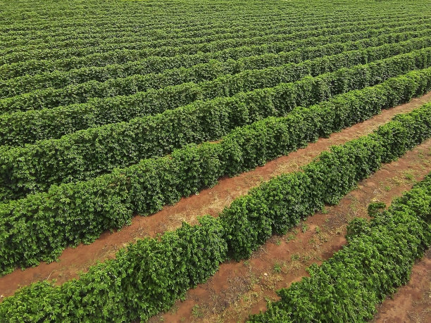 咖啡种植园的鸟瞰图图片下载