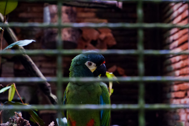 栖息在笼子里的蓝翼金刚鹦鹉的选择性聚焦。图片下载