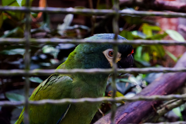 栖息在笼子里的蓝翼金刚鹦鹉的选择性聚焦。图片下载