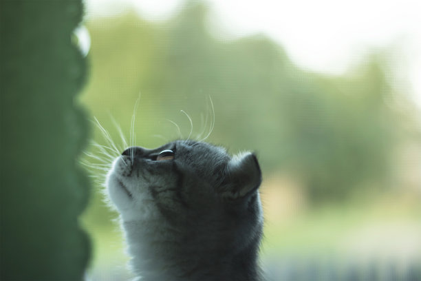 照片中的小猫侧面与它的头。小猫头的水平照片图片下载