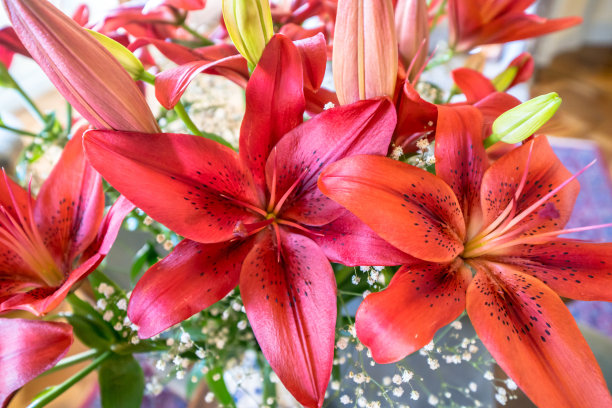 春暖花开图片下载