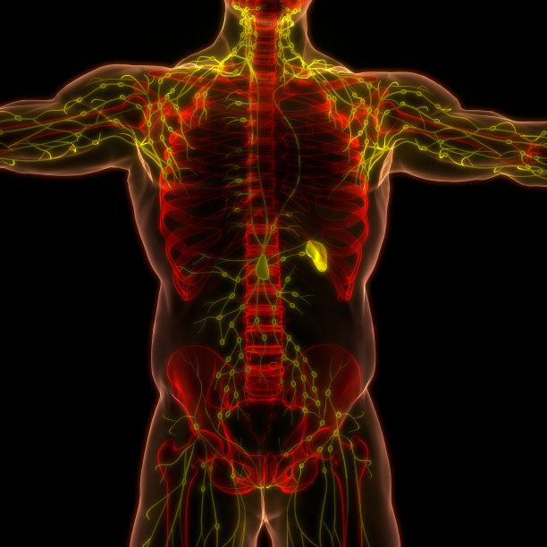 人体内部系统淋巴结解剖图片下载