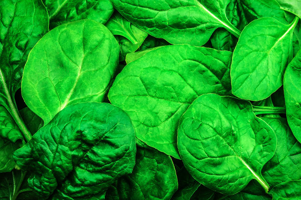 菠菜叶质地图片下载