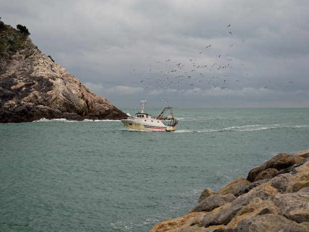 夕阳西下，渔船在黑头鸥的簇拥下返回港口图片下载