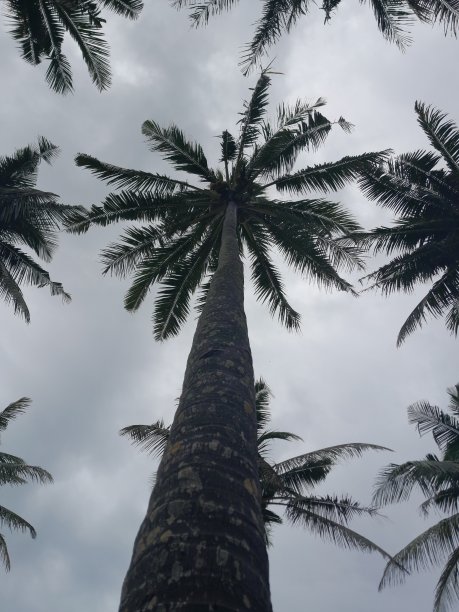 成荫的树图片下载