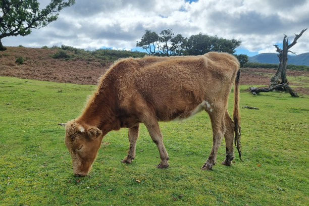 牛吃绿草。农村背景。宠物。图片下载