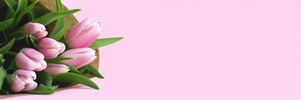 粉红色背景横幅上的郁金香花束图片下载