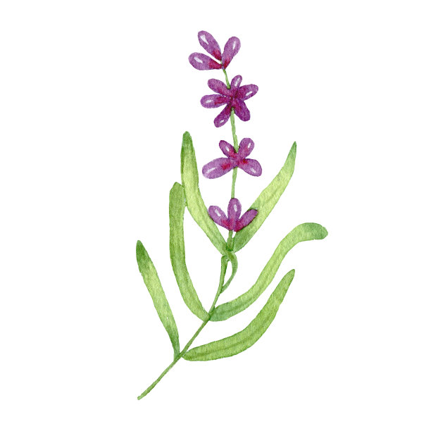 薰衣草的花。薰衣草水彩画小枝。插图是手绘的。花朵孤立在白色背景上。图片下载