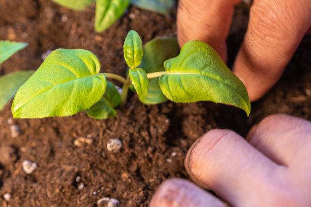 近距离的女人的手盆栽室内植物。家庭园艺，在家插花。重新种植盆栽植物幼苗。小花植物。图片下载