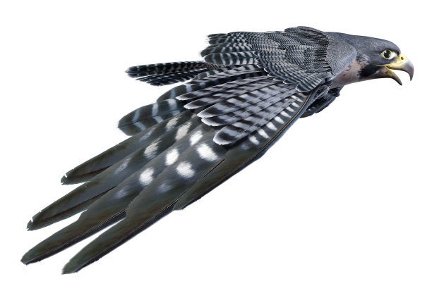 3D渲染猎鹰鸟在白色图片下载