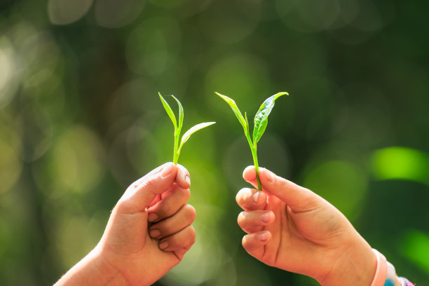 两个年轻的克伦女孩在展示她手中的茶叶和自然背景，图片下载