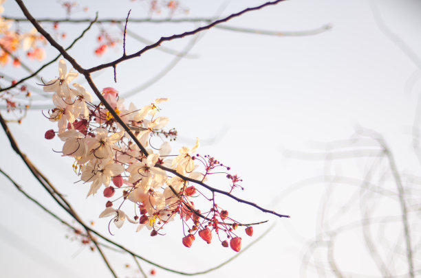 冬天盛开的花图片下载