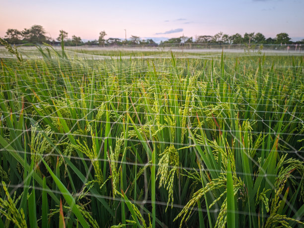 虫害控制图片下载