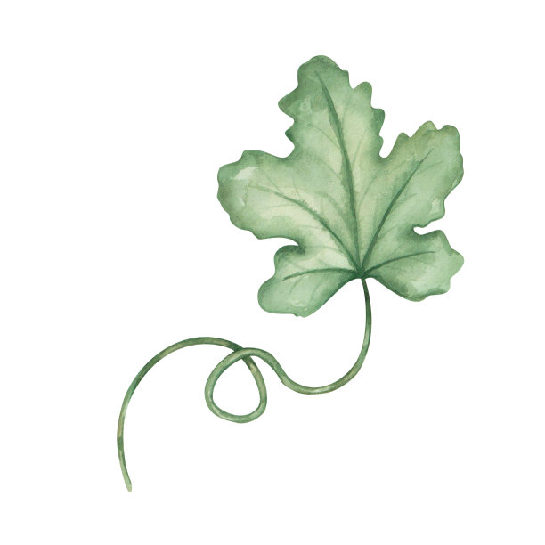 水彩插图。手绘的绿色树枝与叶子和卷须。葡萄叶。南瓜叶。夏天的植被。春天的大自然。绿色植物。孤立的剪贴艺术的印刷品，纺织图案图片下载