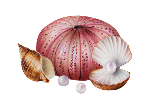 海胆、珍珠、贝壳水彩画。手绘剪纸水下生活对象在一个白色孤立的背景。为设计师，装饰，明信片，包装纸，剪贴簿，封面，请柬，婚礼设计，海报和图片下载