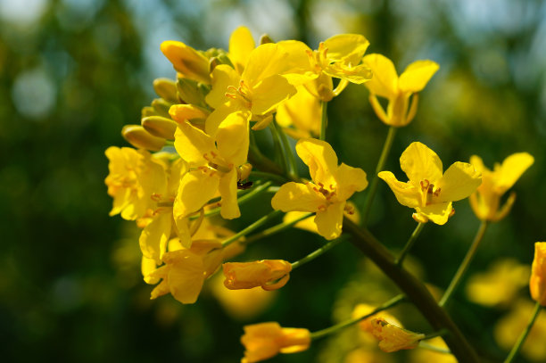 油菜地的单花圆锥花序图片下载