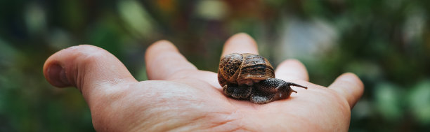 全景照片，一只手握着一只蜗牛图片下载