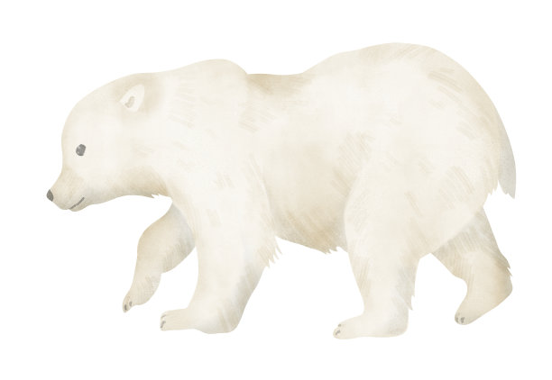 小白熊幼崽在孤立的背景。手绘水彩画的动物宝宝生态标志或动物图纸。年轻的北方哺乳动物捕食者。色彩柔和的人物图片下载