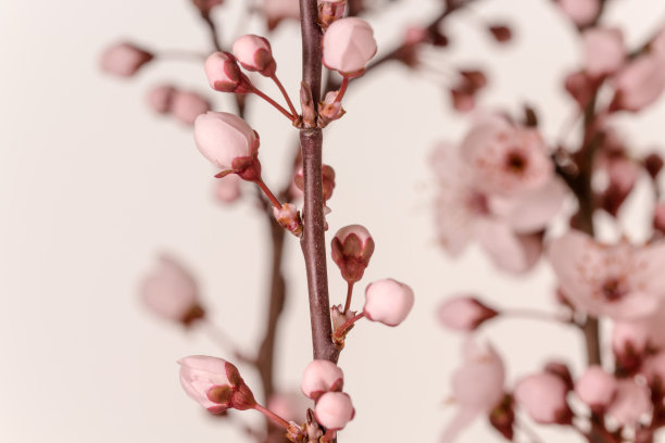 野梅花在黄色背景下盛开的照片。核果花在春天盛开。图片下载
