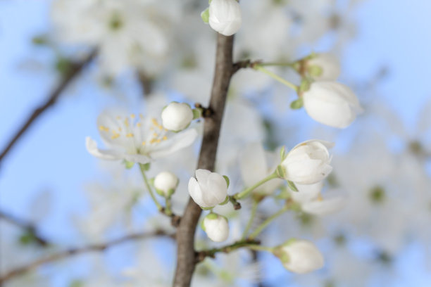 野梅花在蓝色背景下盛开的照片。核果花在春天盛开。图片下载