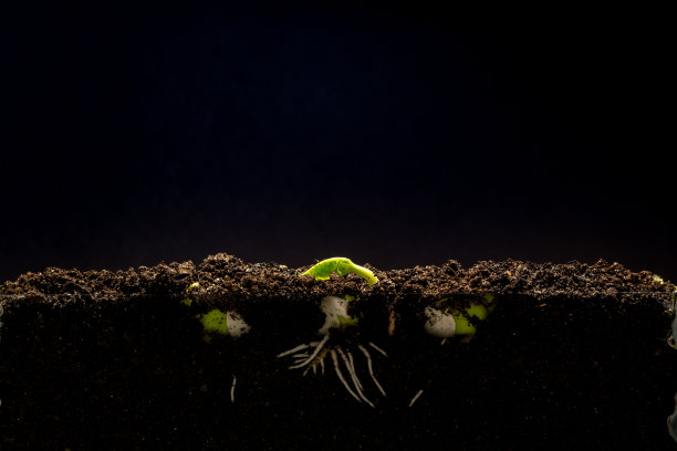 从豆芽生长的地上视图照片，在黑色背景下拍摄。图片下载