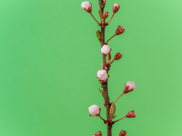 野梅花在绿色背景下盛开的照片。核果花在春天盛开。图片下载