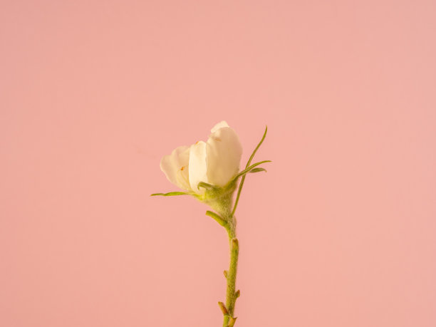 一张普通枸杞花盛开的照片，在粉红色的背景上生长。照相机前盛开的德国麦斯皮拉斯花。图片下载